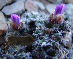 Trichodiadema marlothii