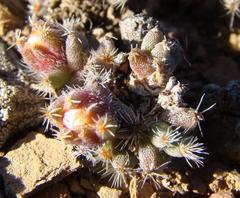 Trichodiadema marlothii