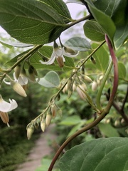 Styrax faberi