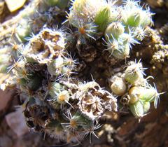 Trichodiadema marlothii