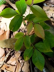 Magnoliopsida