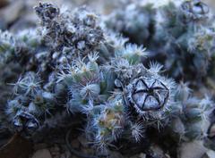 Trichodiadema marlothii