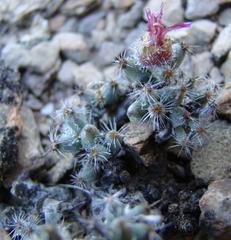 Trichodiadema marlothii