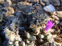 Trichodiadema marlothii