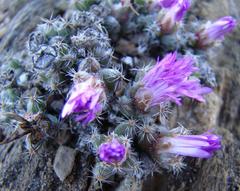 Trichodiadema marlothii