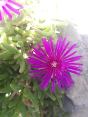 Disphyma crassifolium