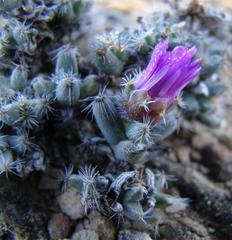 Trichodiadema marlothii