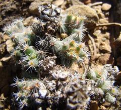 Trichodiadema marlothii