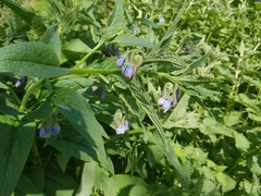 Symphytum