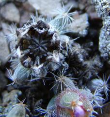 Trichodiadema marlothii