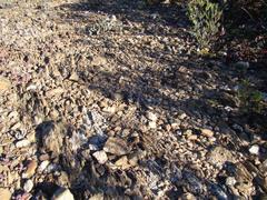 Trichodiadema marlothii