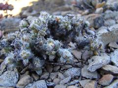 Trichodiadema marlothii