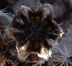 Trichodiadema marlothii