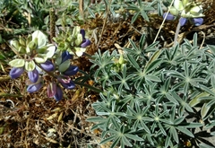 Lupinus variicolor