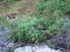 Pelargonium denticulatum