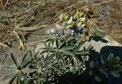 Lupinus variicolor