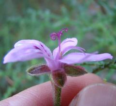 Pelargonium denticulatum