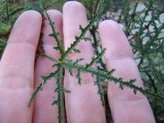Pelargonium denticulatum