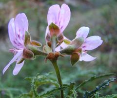 Pelargonium denticulatum