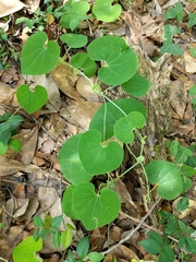 Magnoliopsida