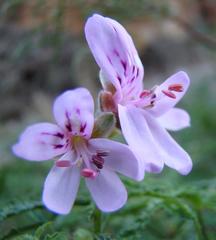 Pelargonium denticulatum
