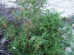 Pelargonium denticulatum