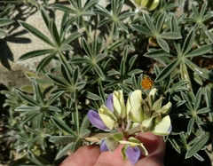 Lupinus variicolor