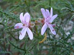 Pelargonium denticulatum