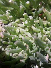 Disphyma crassifolium