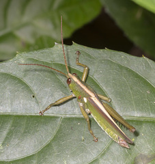 Agriacris basalis