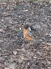 Turdus migratorius