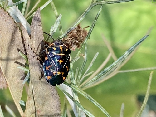 iNaturalist observation photo of Harlequin Bug
