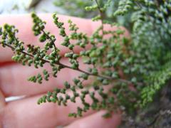 Cheilanthes parviloba