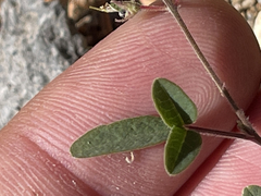 Desmodium scorpiurus