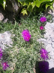 Disphyma crassifolium