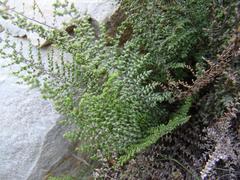 Cheilanthes parviloba