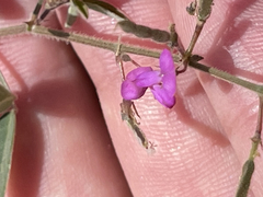 Desmodium scorpiurus