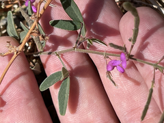 Desmodium scorpiurus