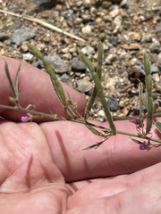 Desmodium scorpiurus