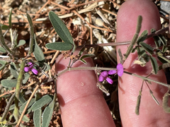 Desmodium scorpiurus