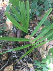 Arecaceae
