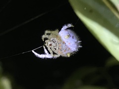 Ordgarius magnificus