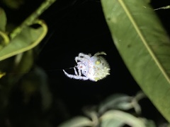 Ordgarius magnificus