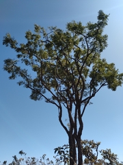 Jacarandeae