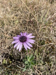 Dimorphotheca spectabilis