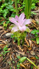 Curcuma aromatica
