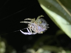 Ordgarius magnificus