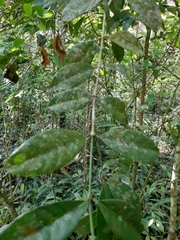 Magnoliopsida