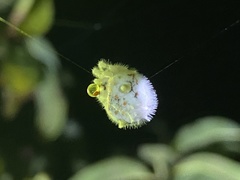 Ordgarius magnificus