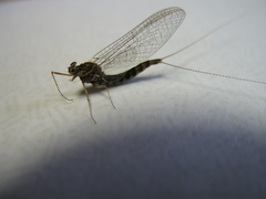 Epeorus pleuralis